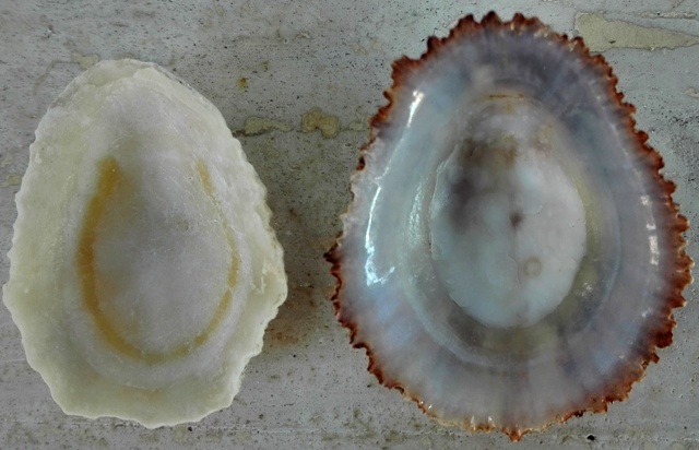 Gran canaria - PATELLE - specie da determinare